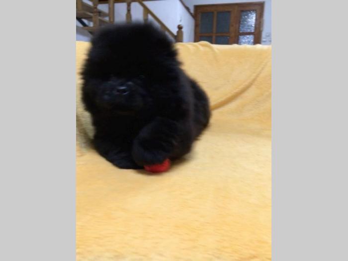 chow chow besplatni mali oglasi