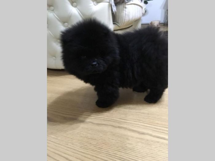chow chow besplatni mali oglasi