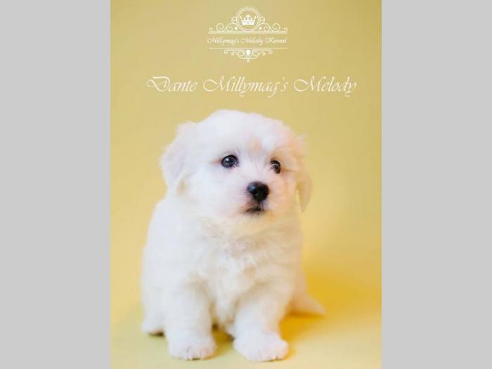 coton de tulear štenci besplatni mali oglasi