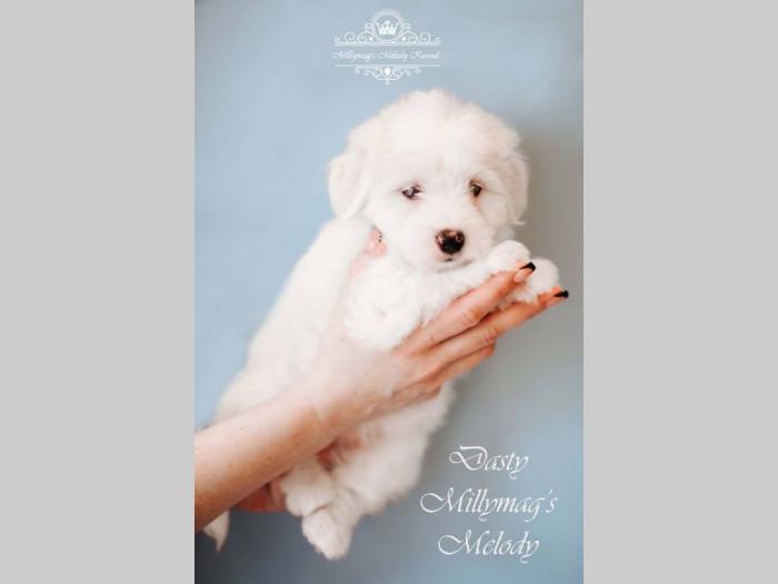 coton de tulear štenci besplatni mali oglasi