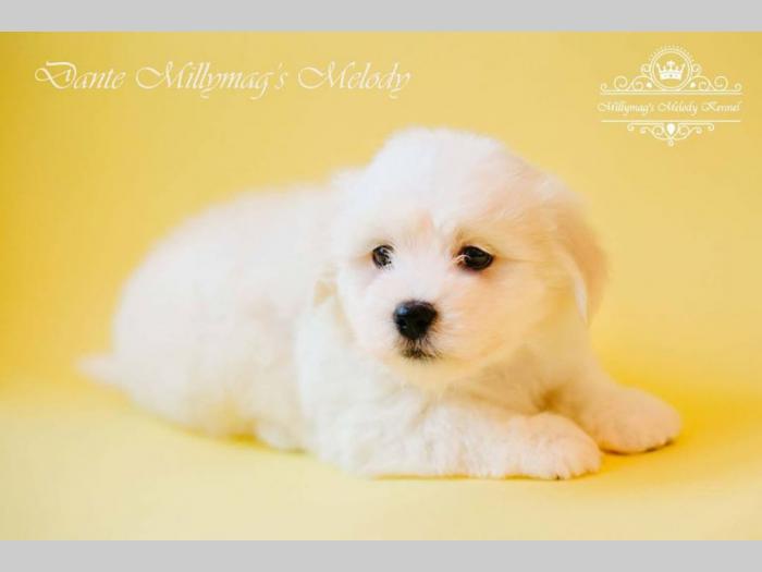 coton de tulear štenci besplatni mali oglasi