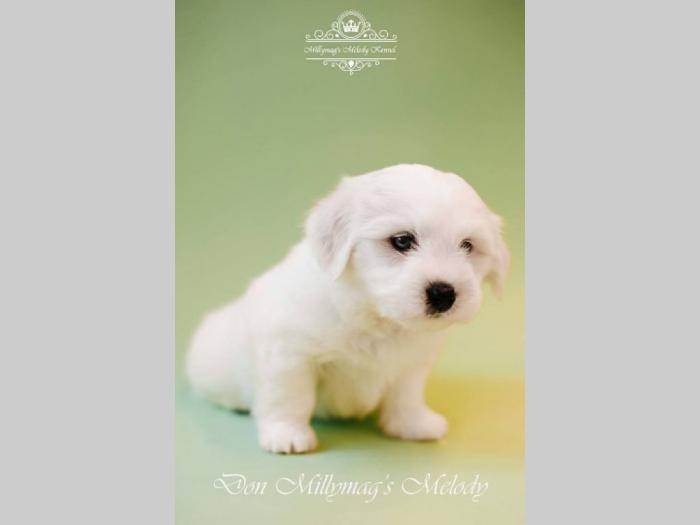 coton de tulear štenci besplatni mali oglasi