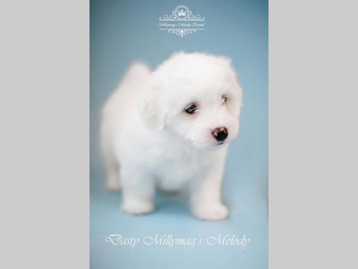 coton de tulear štenci besplatni mali oglasi
