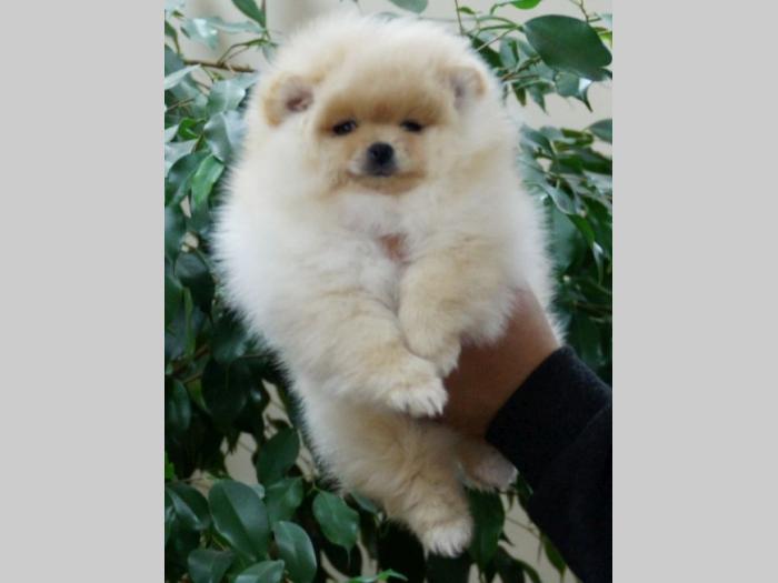 pomeranski špic (pomeranian) boo štenci besplatni mali oglasi