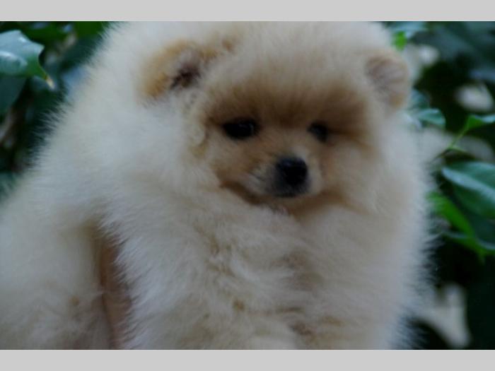 pomeranski špic (pomeranian) boo štenci besplatni mali oglasi