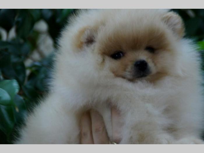 pomeranski špic (pomeranian) boo štenci besplatni mali oglasi