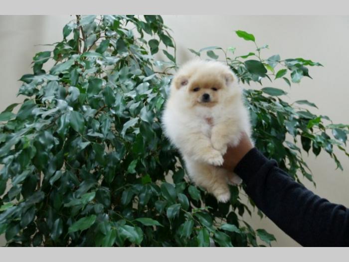 pomeranski špic (pomeranian) boo štenci besplatni mali oglasi