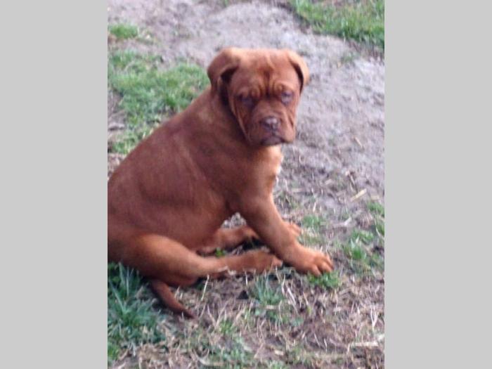 štenci bordoške doge besplatni mali oglasi