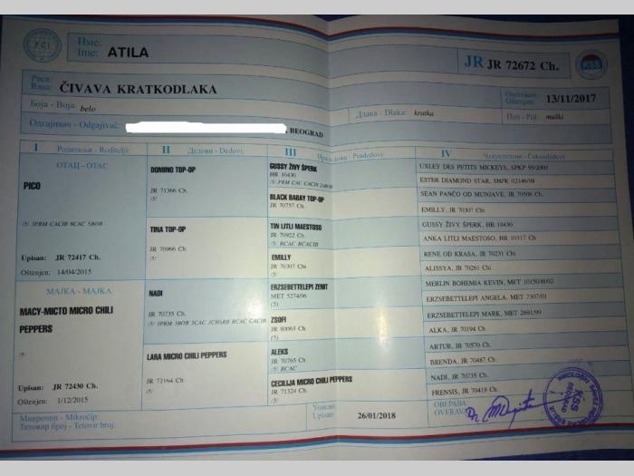 čivava štenci pedigre, pasoš, čip besplatni mali oglasi