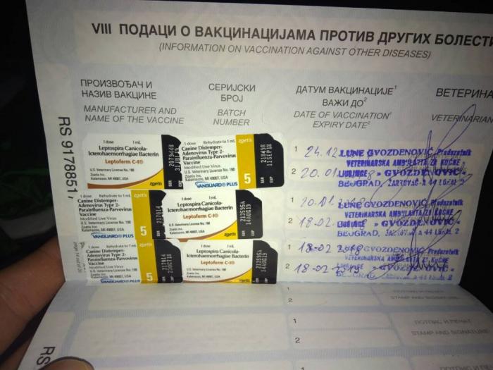 čivava štenci pedigre, pasoš, čip besplatni mali oglasi