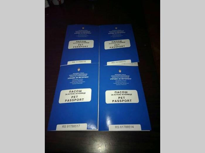 čivava štenci pedigre, pasoš, čip besplatni mali oglasi