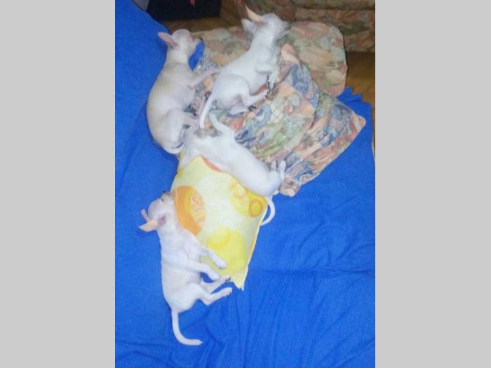 čivava štenci pedigre, pasoš, čip besplatni mali oglasi