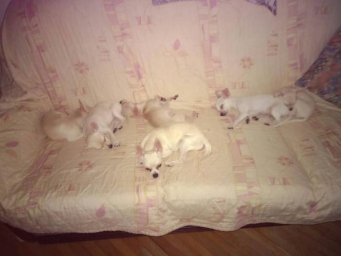 čivava štenci pedigre, pasoš, čip besplatni mali oglasi