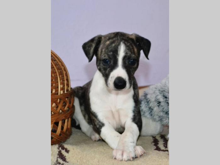 whippet mali engleski hrt, vrhunski štenci besplatni mali oglasi