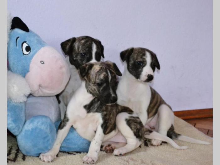 whippet mali engleski hrt, vrhunski štenci besplatni mali oglasi
