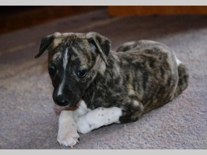 whippet mali engleski hrt, vrhunski štenci besplatni mali oglasi