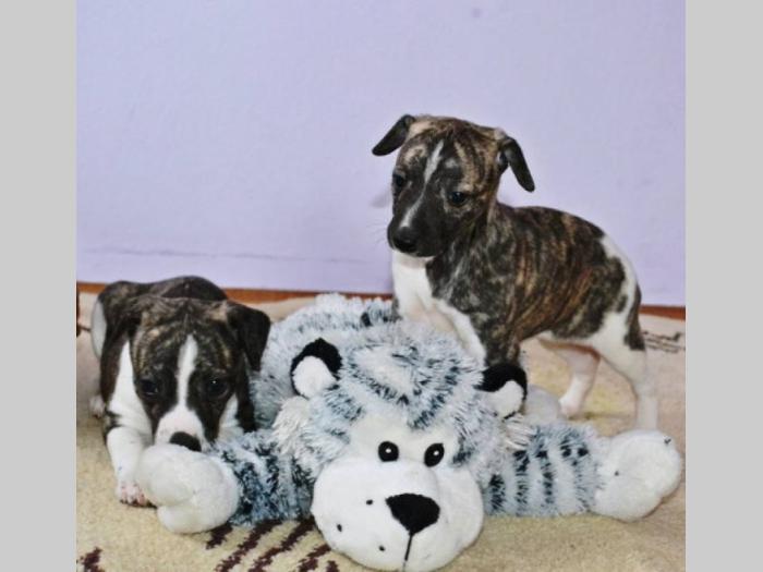 whippet mali engleski hrt, vrhunski štenci besplatni mali oglasi
