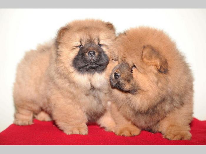 chow chow prelepi štenci besplatni mali oglasi