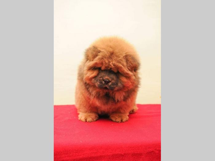 chow chow prelepi štenci besplatni mali oglasi