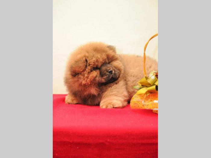 chow chow prelepi štenci besplatni mali oglasi