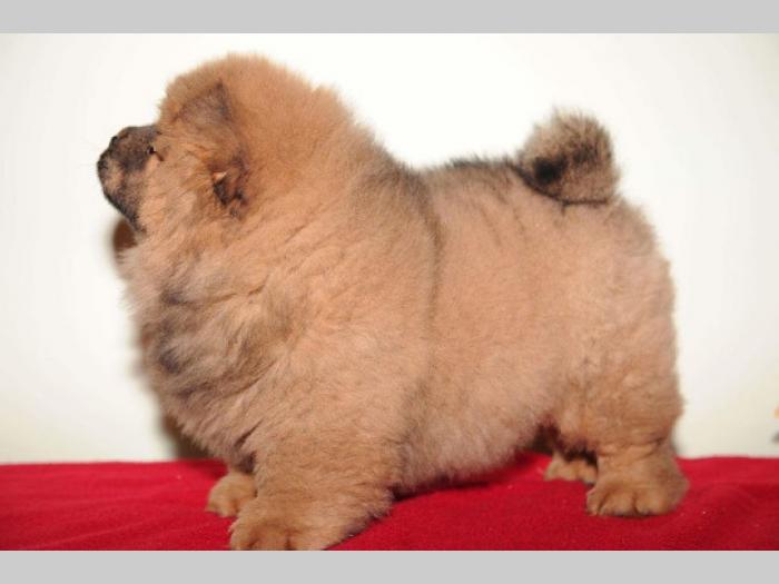 chow chow prelepi štenci besplatni mali oglasi