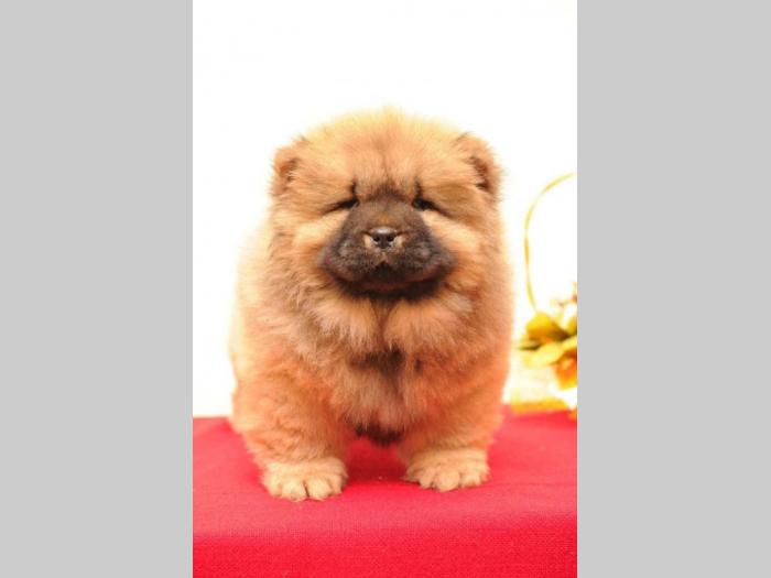 chow chow prelepi štenci besplatni mali oglasi