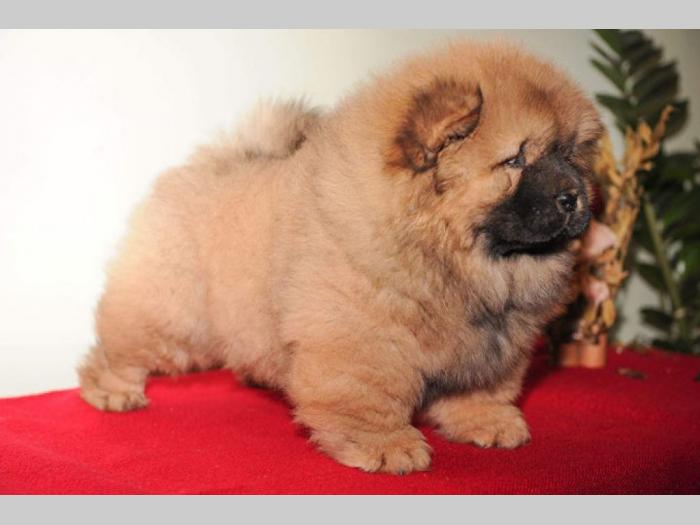 chow chow prelepi štenci besplatni mali oglasi