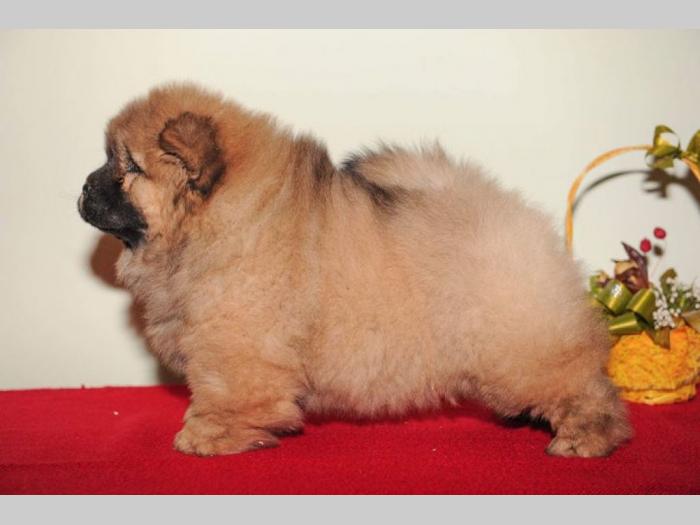 chow chow prelepi štenci besplatni mali oglasi