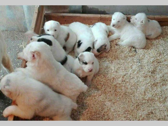 štenci srednjeazijskog ovčara vrhunskog porekla besplatni mali oglasi