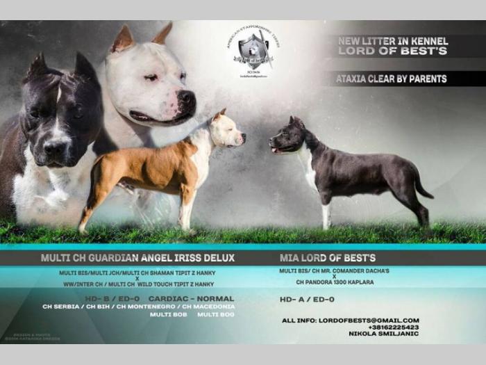 američki stafordski terijer, ženka besplatni mali oglasi