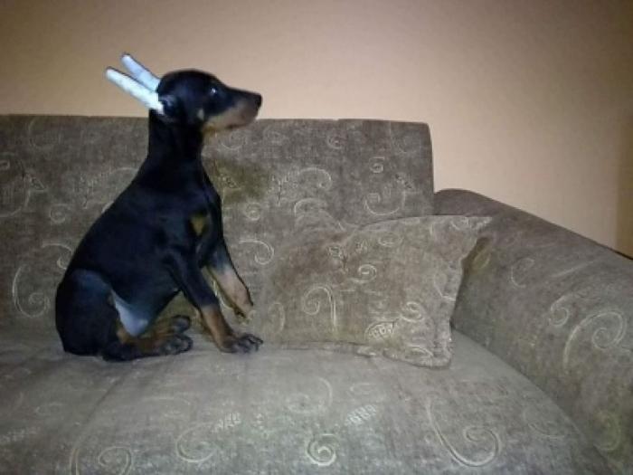 doberman štenci besplatni mali oglasi