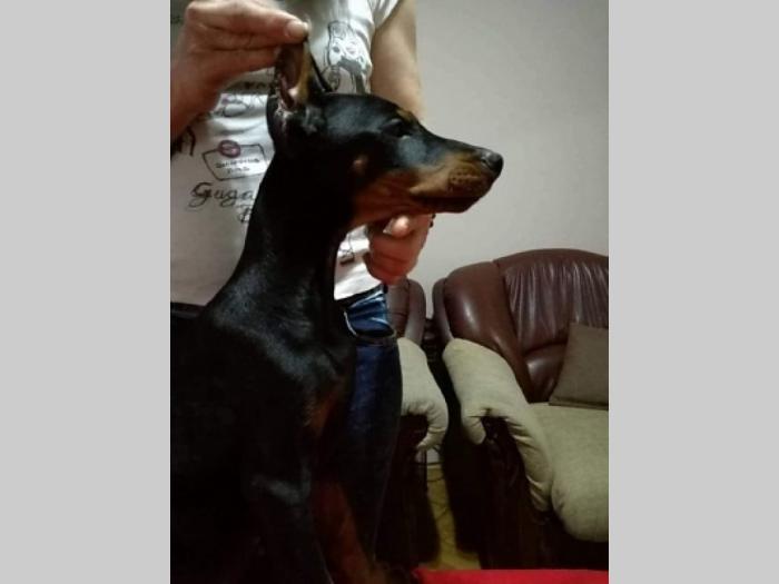 doberman štenci besplatni mali oglasi