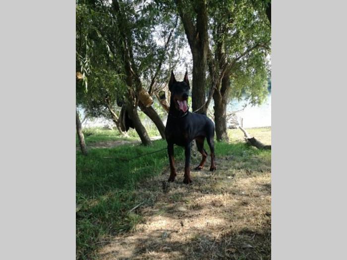 doberman štenci besplatni mali oglasi