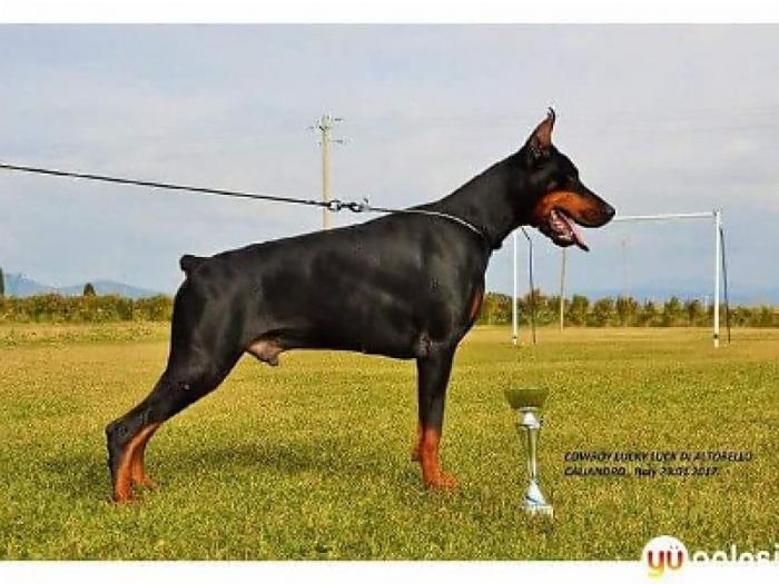 doberman štenci besplatni mali oglasi