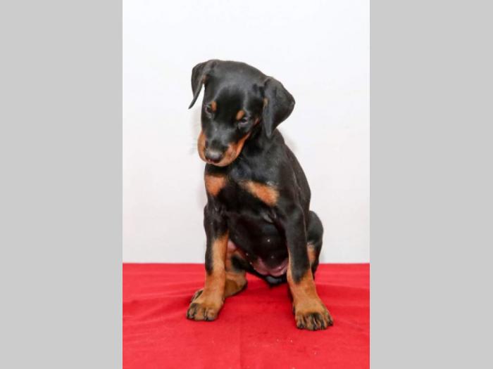 doberman štenci na prodaju besplatni mali oglasi