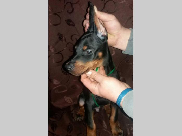 doberman štenci na prodaju besplatni mali oglasi