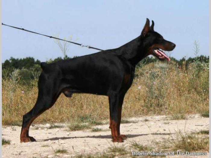 doberman štenci na prodaju besplatni mali oglasi