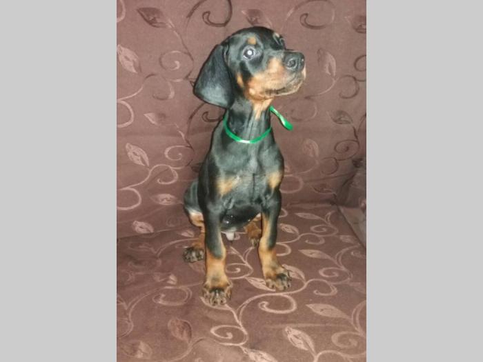 doberman štenci na prodaju besplatni mali oglasi