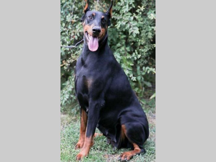 doberman štenci na prodaju besplatni mali oglasi