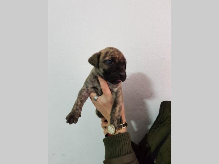 štenci presa canario besplatni mali oglasi