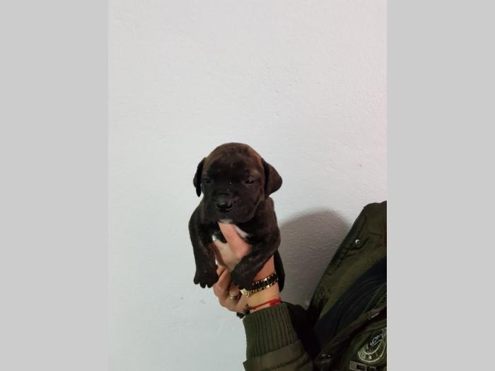 štenci presa canario besplatni mali oglasi