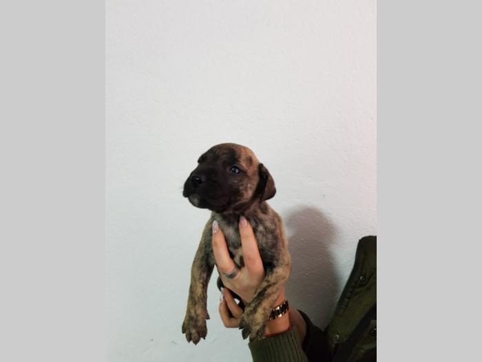 štenci presa canario besplatni mali oglasi