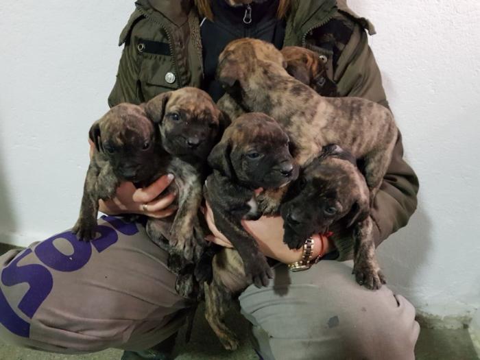štenci presa canario besplatni mali oglasi
