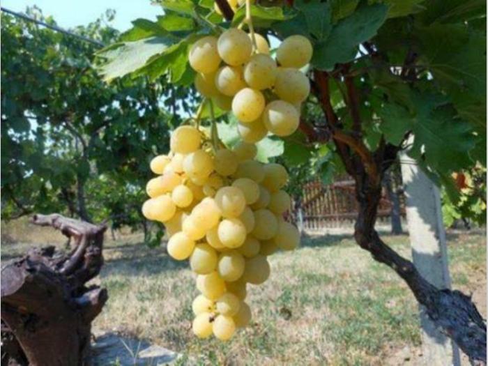 vocne i lozne sadnice, najbolji kvalitet, najpovoljniji uslovi besplatni mali oglasi