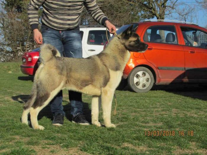 američka akita vrhunski odrasli psi besplatni mali oglasi