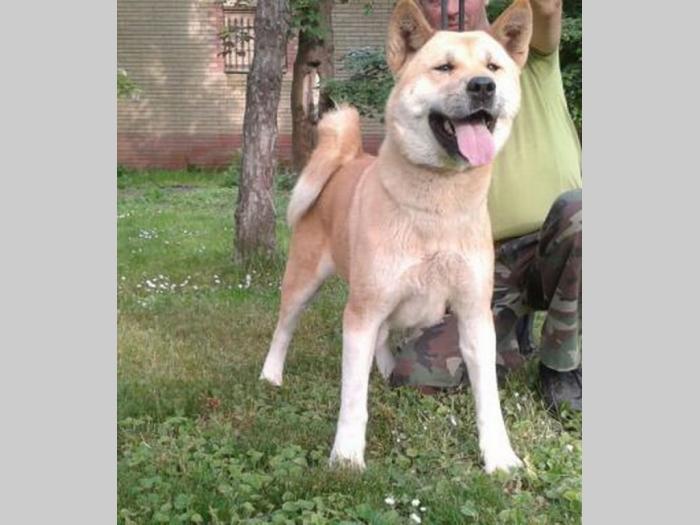 američka akita, ženka besplatni mali oglasi