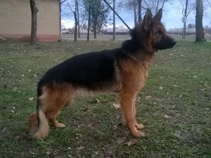 nemački ovčar ženka besplatni mali oglasi