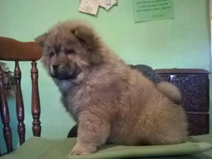 chow chow prelepa štenad besplatni mali oglasi