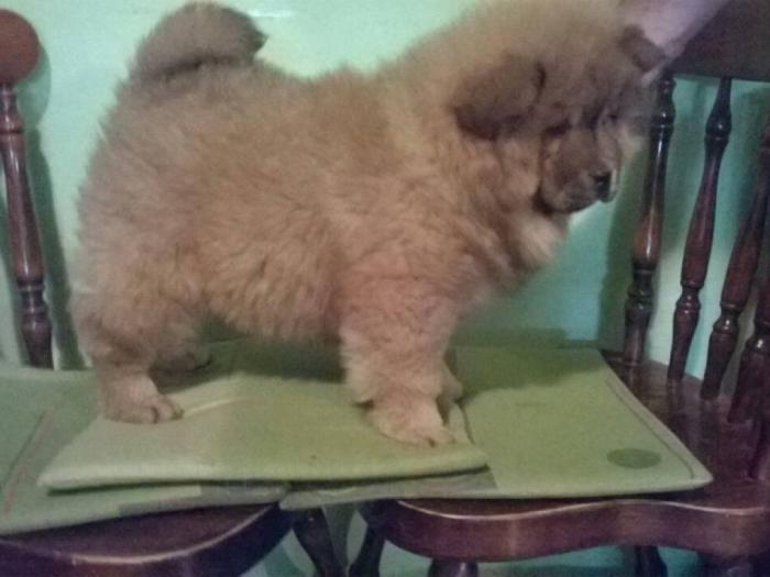chow chow prelepa štenad besplatni mali oglasi