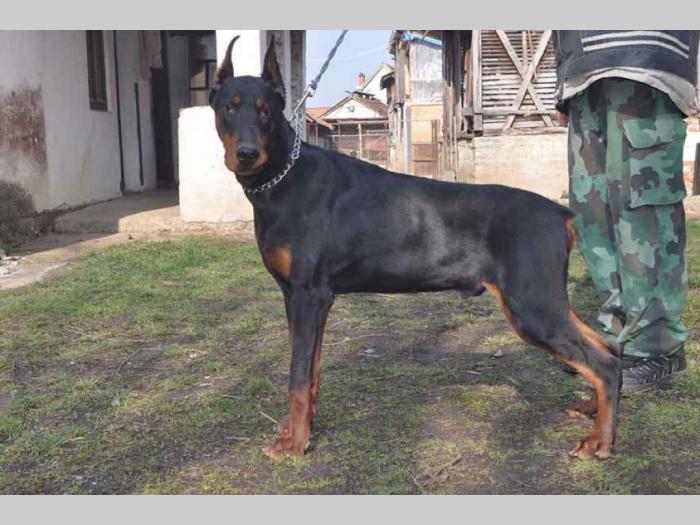 mužjak dobermana 10 meseci black summit kennel besplatni mali oglasi